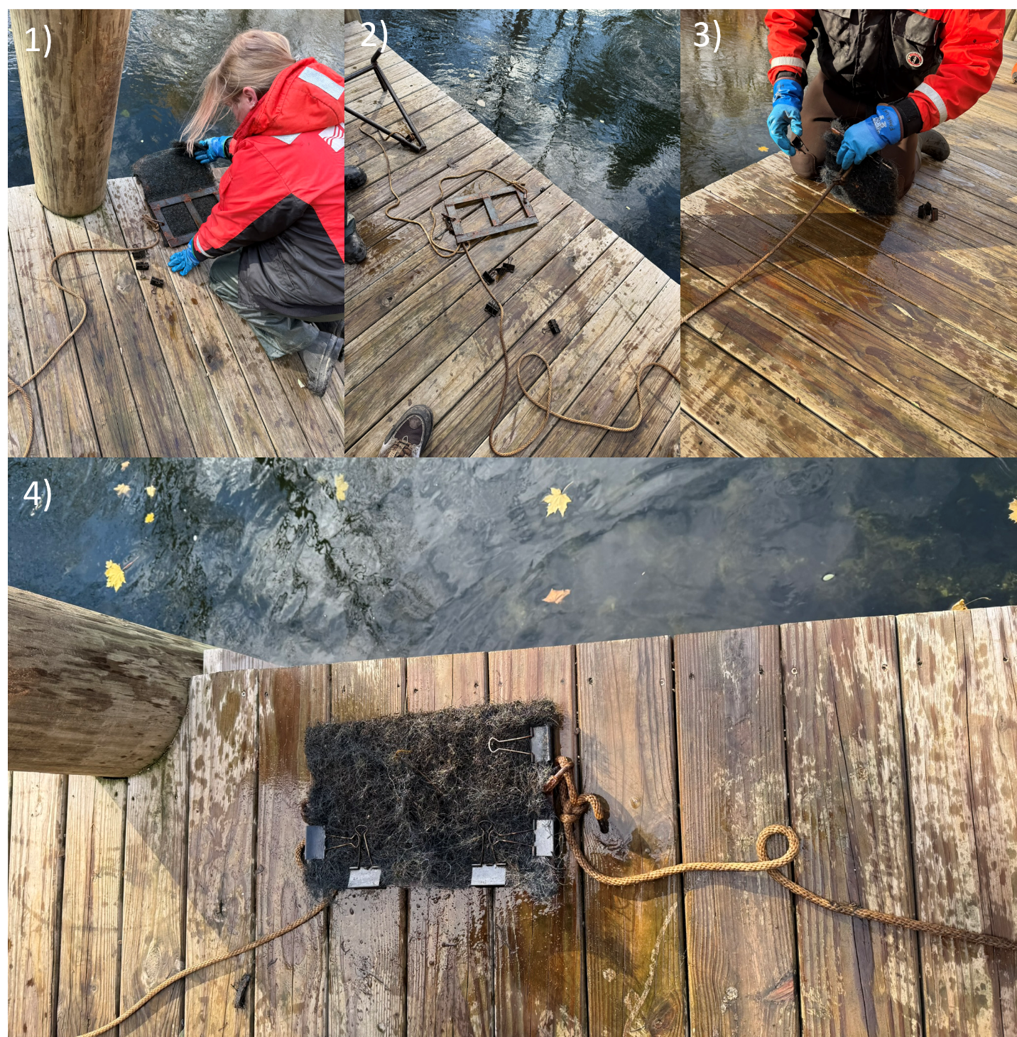 Four-panel image showing the process of setting up and deploying a sampling mat in a river environment.
(Top left) A person wearing a red jacket and blue gloves attaches a sampling mat frame to a wooden dock.
(Top middle) The sampling mat frame, rope, and components are laid out on the dock, ready for deployment.
(Top right) The person ties the sampling mat securely to the rope, preparing to lower it into the water.
(Bottom) The sampling mat, after being submerged, is retrieved and placed on the dock, covered with organic debris and moss from the river.