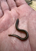 Larval Sea Lamprey Collected During Treatment
