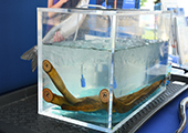 Sea Lampreys in Tank